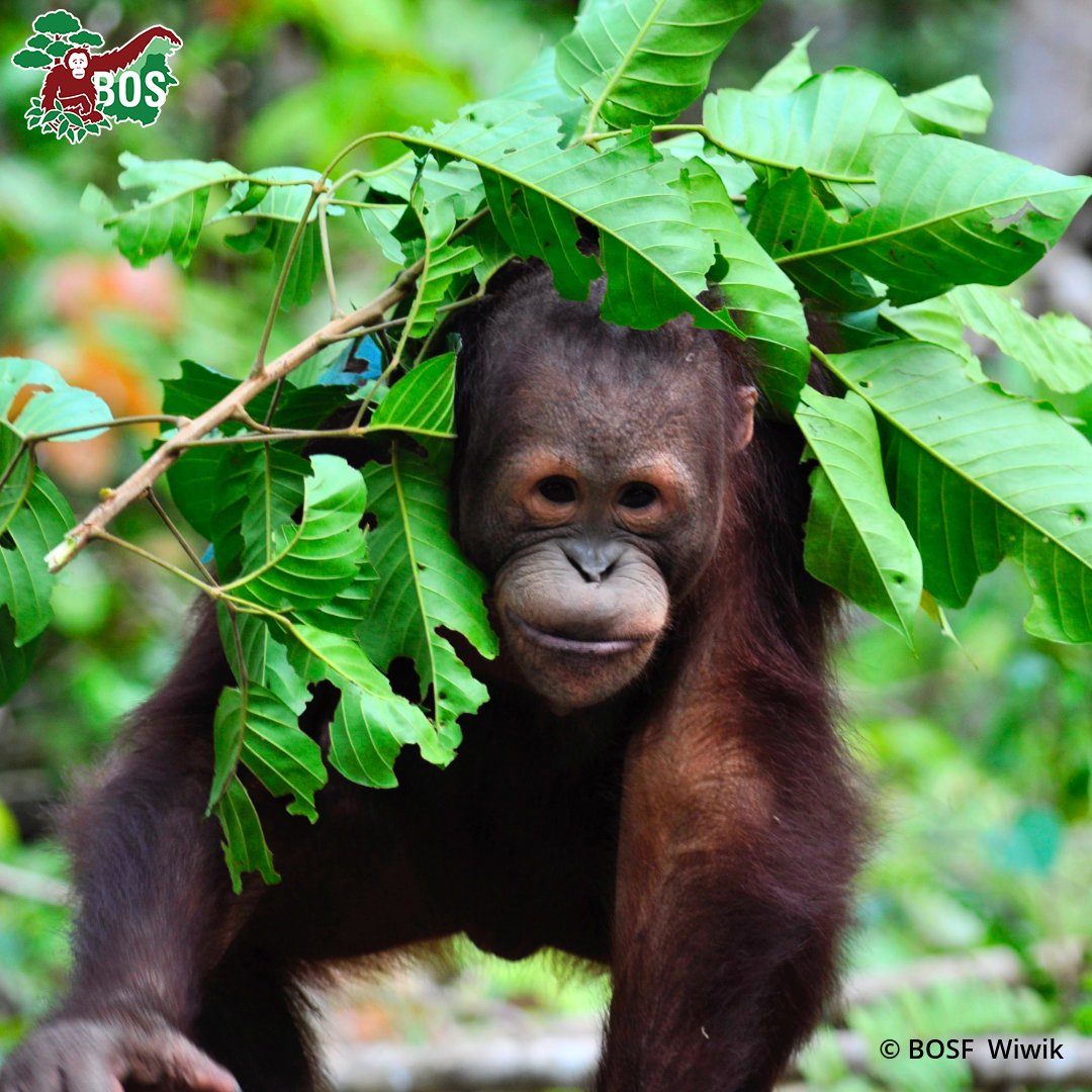 All prepared for #AprilShowers! Have you been caught out in the rain yet? #OrangutanJungleSchool #NotAPet