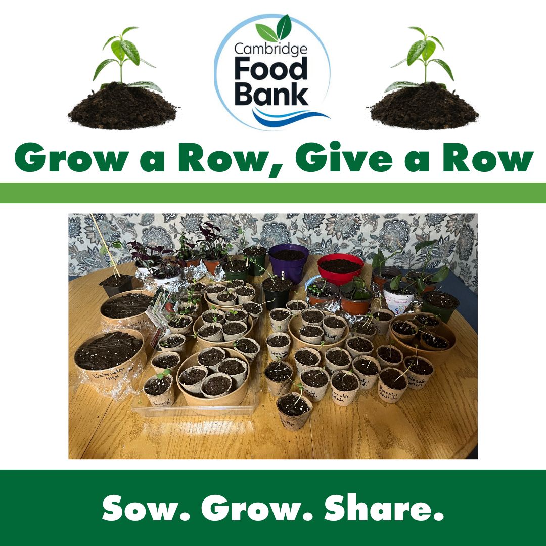 Grow your fruits and vegetables and share the extra with the food bank! Dianne McLeod, Executive Director of the Cambridge Food Bank is also sowing seeds to grow plants for the food bank. Will you consider doing the same? Sow. Grow. Share. #feedingcommunity #cbridge #foodbanks