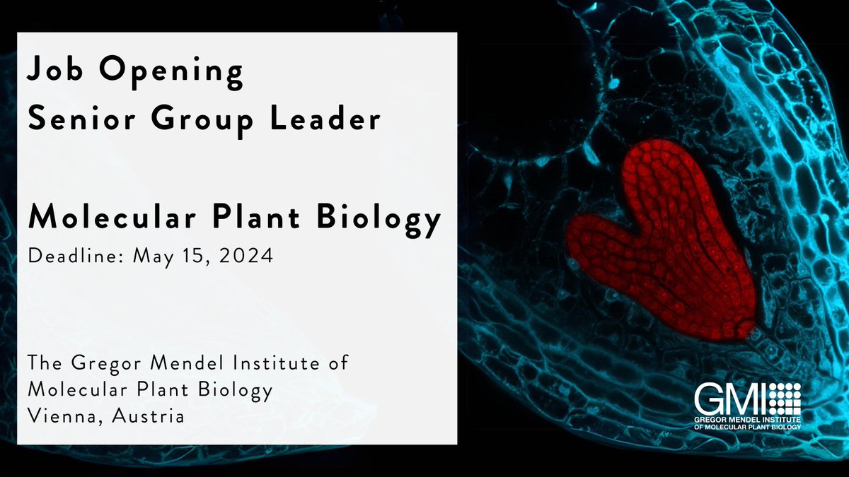 The GMI is looking for a Senior Group Leader! The successful candidate will receive core funding, access to cutting-edge core facilities and the ability to recruit students through the highly competitive Vienna BioCenter PhD program. Apply here: jobs.sciencecareers.org/job/656914/sen…