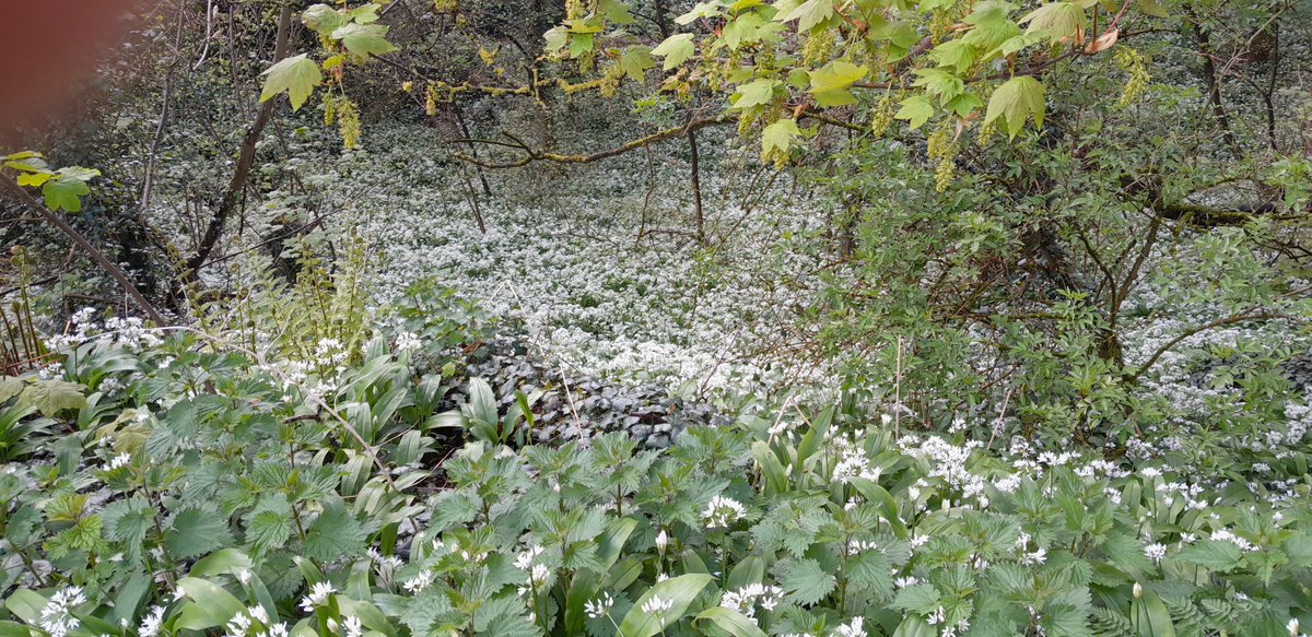 Wild Garlic time of year. Why not join us on one of our wellbeing walks @CRTNorthWest @CanalRiverTrust eventbrite.com/cc/lets-walk-c…