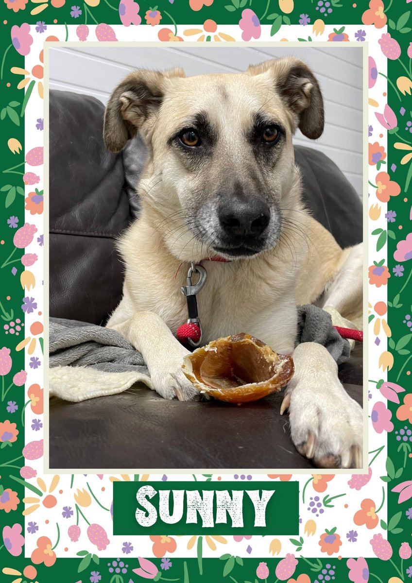 Cheeky boy Sunny would like you to retweet him so the people who are searching for their perfect match might just find him 💚🙏 oakwooddogrescue.co.uk/meetthedogs.ht… #teamzay #dogsoftwitter #rescue #rehomehour #adoptdontshop #k9hour #rescuedog #adoptable #dog