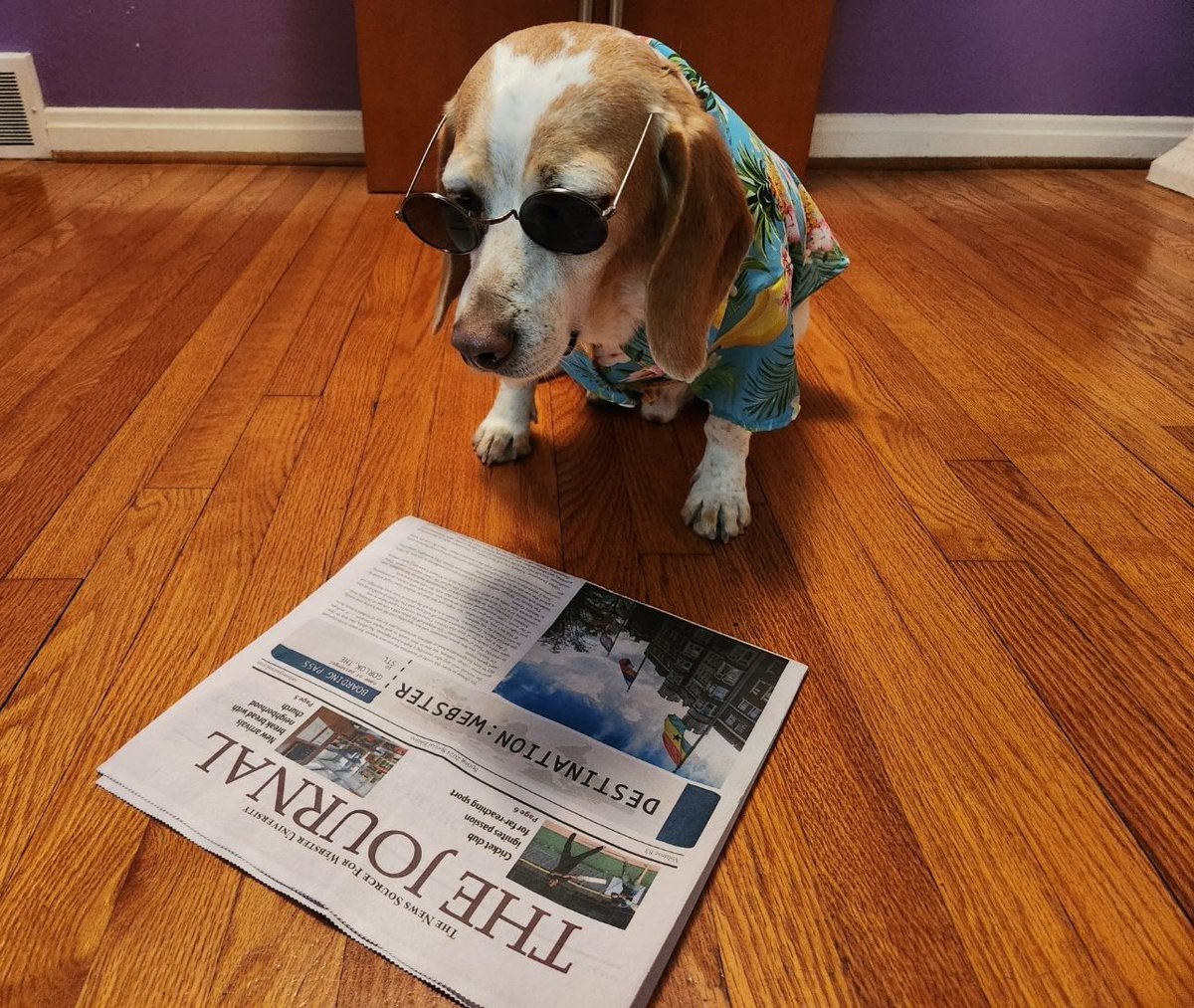 @WebsterJournal Henry may be too cool for school but he gets his kicks from reading the @WebsterJournal 😎