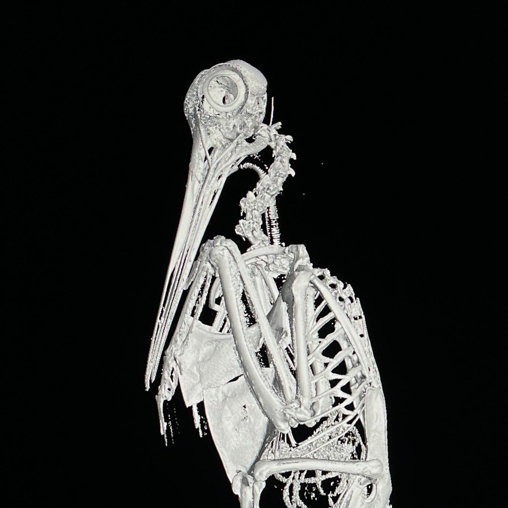 Look! A job opportunity! I’m hiring a research technician in my lab to work on CT scanning and segmentation of birds and mammals. Apply now if you love vertebrate anatomy: ucl.ac.uk/work-at-ucl/se…. we’ll also be hiring a Postdoc on the project soon.