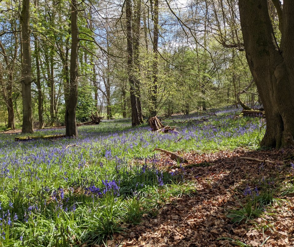 Bluebell magic is here! Here are our top 3 places to enjoy them: 💙Ashridge, Herts 💙 Hodgemoor Woods, Bucks 💙Preston and Hitch Wood, Herts Check out our seasonal walks 👉bit.ly/46KttnC Bluebell woods are sensitive to footfall, protect them by keeping to paths.