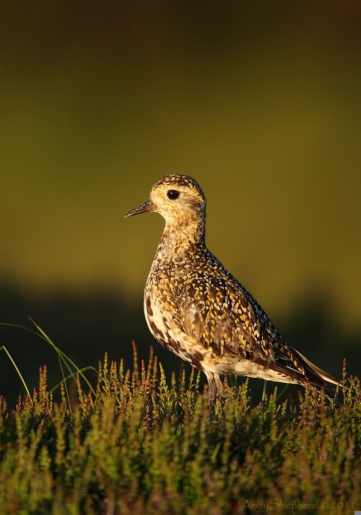 Golden Plover in golden light from the Yorkshire Dales.

#YorkshireDales