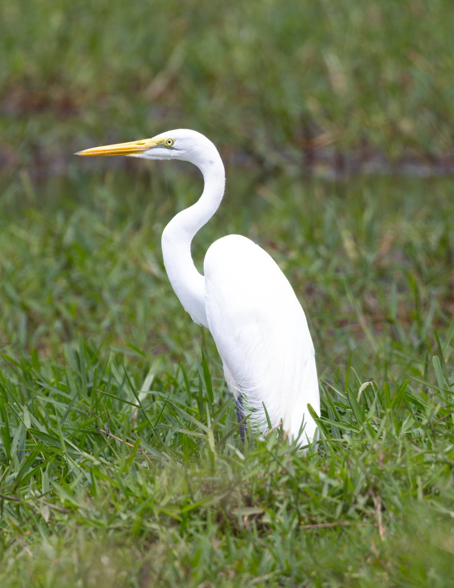 Great egret #nature #wildlife #birds #BirdPhotography #NaturePhotography #WildlifeFacts #BirdsSeenIn2024 #BirdsOfTwitter #TwitterNaturePhotography #africanwildlifephotography #wildlifephotography #birdwatching