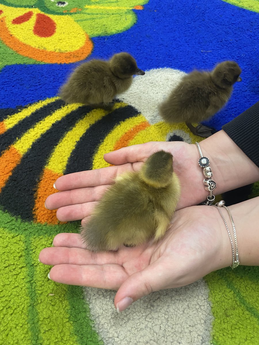 Year 1 have enjoyed watching the ducklings grow and will be writing all about this next week #WPSKindness 😊🐤