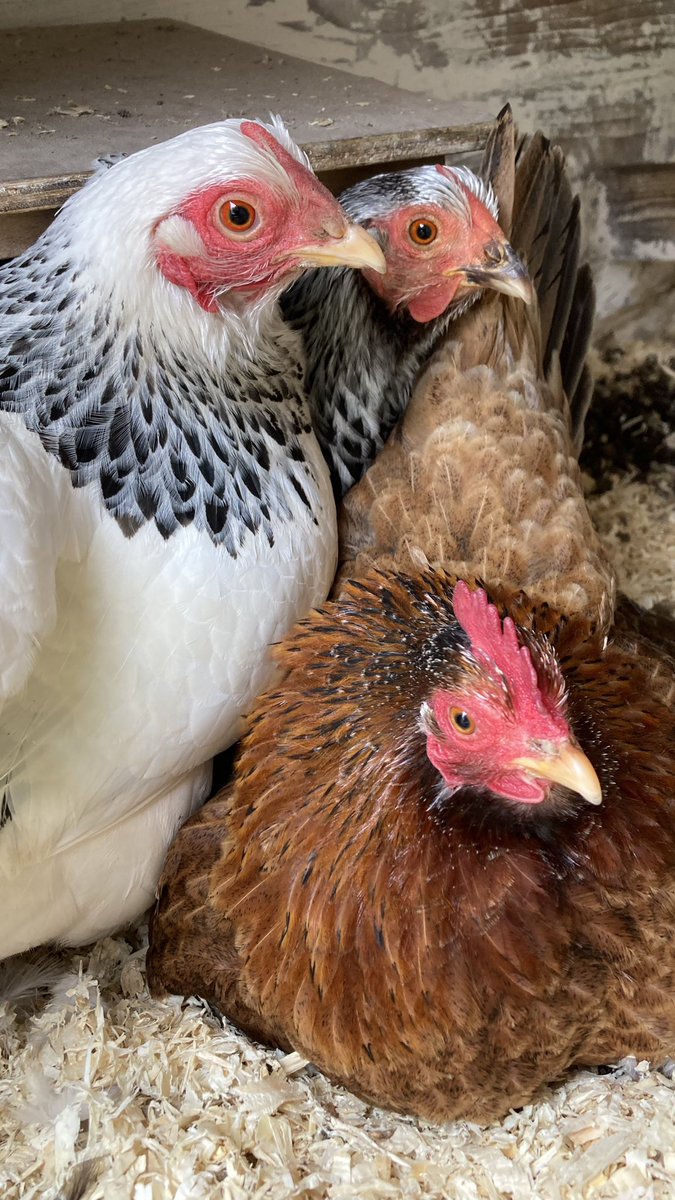 JeannetWendel's tweet photo. Het is druk bij het legnest. Eén hen is broeds en houdt de boel bezet…. #mijnkippen #eitjes #mijntuin https://t.co/6A8MAkIav5