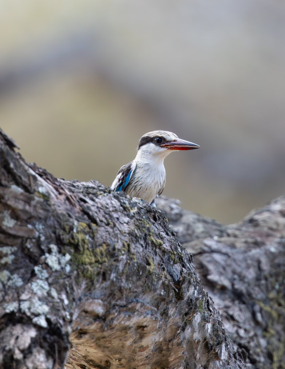 Striped kingfisher #nature #wildlife #birds #BirdPhotography #NaturePhotography #WildlifeFacts #BirdsSeenIn2024 #BirdsOfTwitter #TwitterNaturePhotography #africanwildlifephotography #wildlifephotography #birdwatching