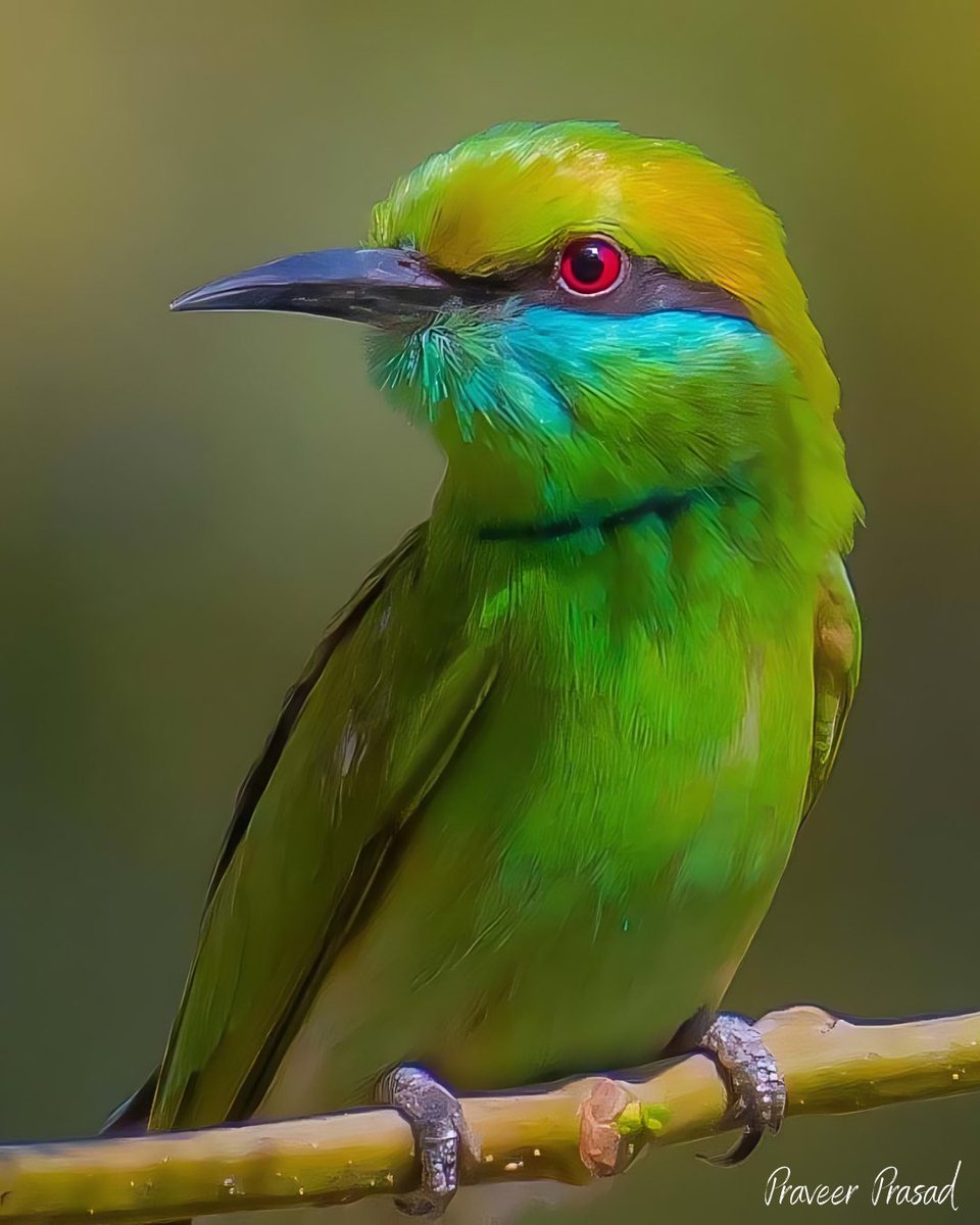 The Golden Glow (Green Bee-eater)

#BBCWildlifePOTD #birdwatching #ThePhotoHour #BirdsSeenIn2024 #NaturePhotography #birds #birdsofIndia @NatureattheBest @WildlifeMag @NikonIndia @praveerprasad #NikonD500 @NatGeoPhotos #natgeoindia #indiaves
