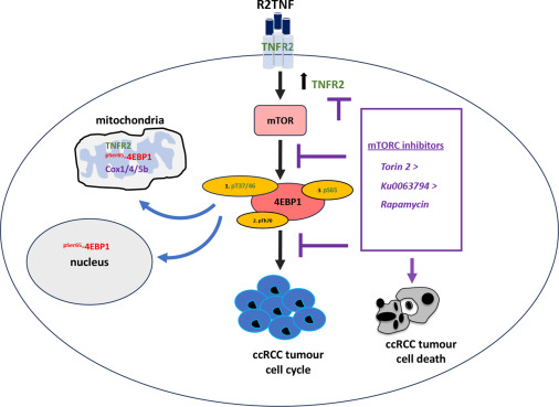 #ArticlesinPress TNF receptor-2 signals clear-cell renal carcinoma proliferation via phosphorylated-4EBP1 and mitochondrial gene translation.  Authors from @Cambridge_Uni and @Yale

#OpenAccess text: ajp.amjpathol.org/article/S0002-…