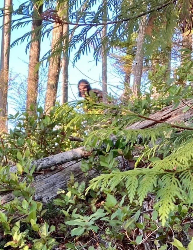 creepydotorg's tweet image. A British Columbia woman posted to a Facebook hiking group about a strange encounter while hiking in a remote part of Canada. She says she took this photo on Vancouver Island of a strange and hairy person that only scowled/stared and did not talk or communicate. The woman claimed…
