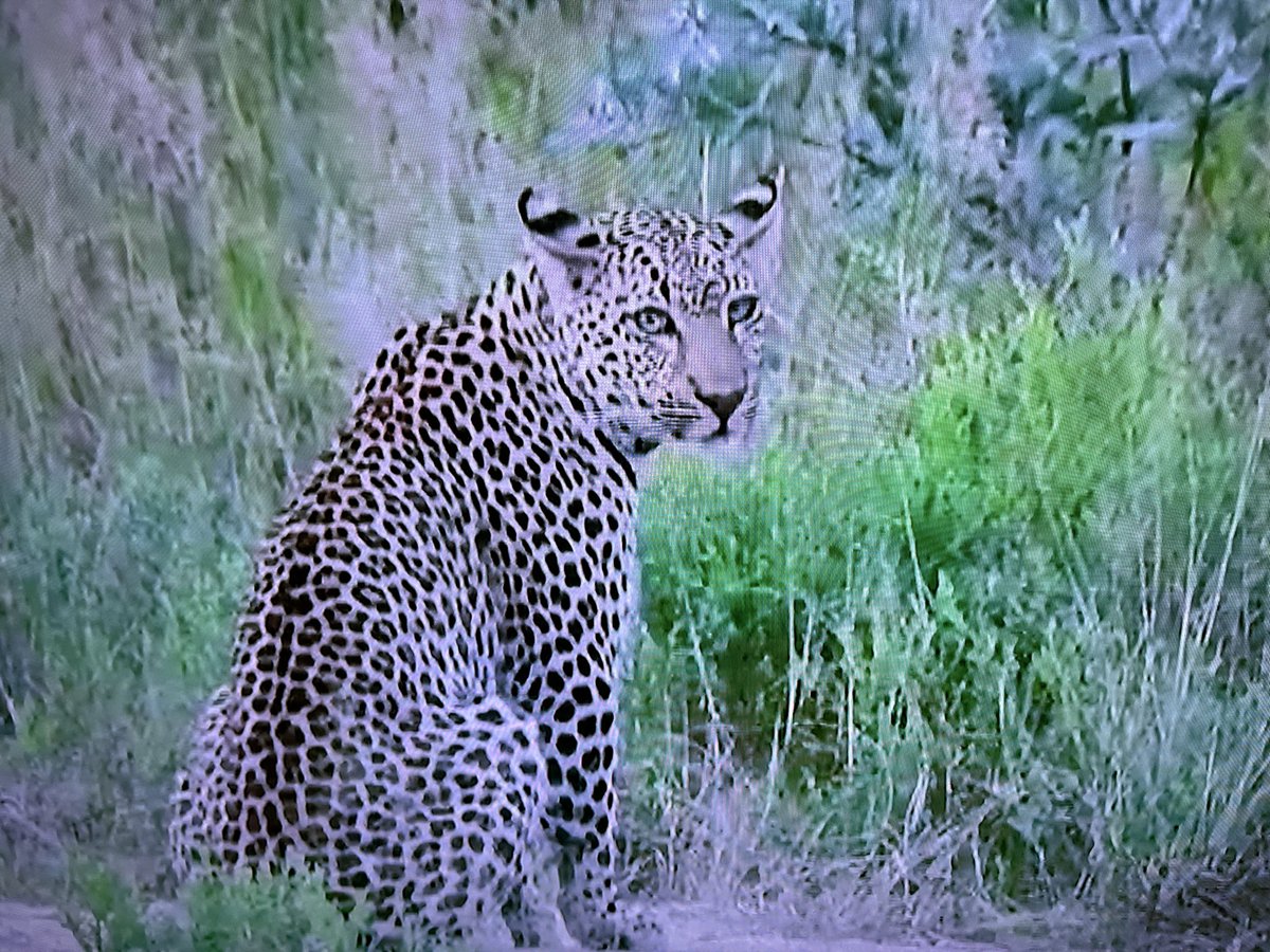 #wildearth Hope to see more off Xidulu and Nhenhe this afternoon🤞