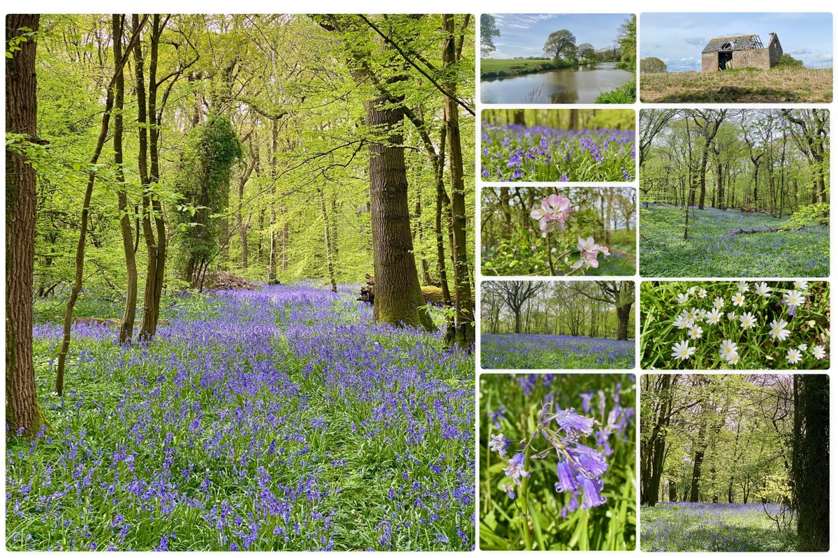 Annual pilgrimage to @bluebellwalk out at #Arlington didn't disappoint. Carpets of stunning bluebells plus birdsong from all directions. Few white wood anemones too. So tranquil & can't recommend enough. Every day raises money for a different cause. Until 14 May. #Nature #Sussex