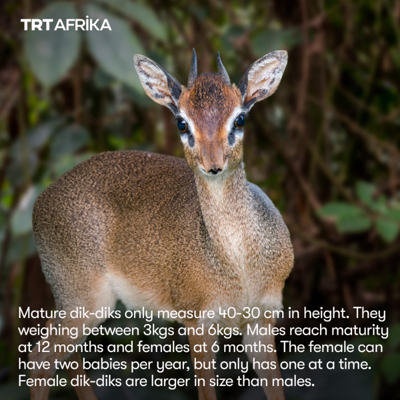 trtafrika's tweet photo. Dik-diks are small antelopes in the genus Madogua mainly living in the bushlands of Africa. Here are some interesting facts about them