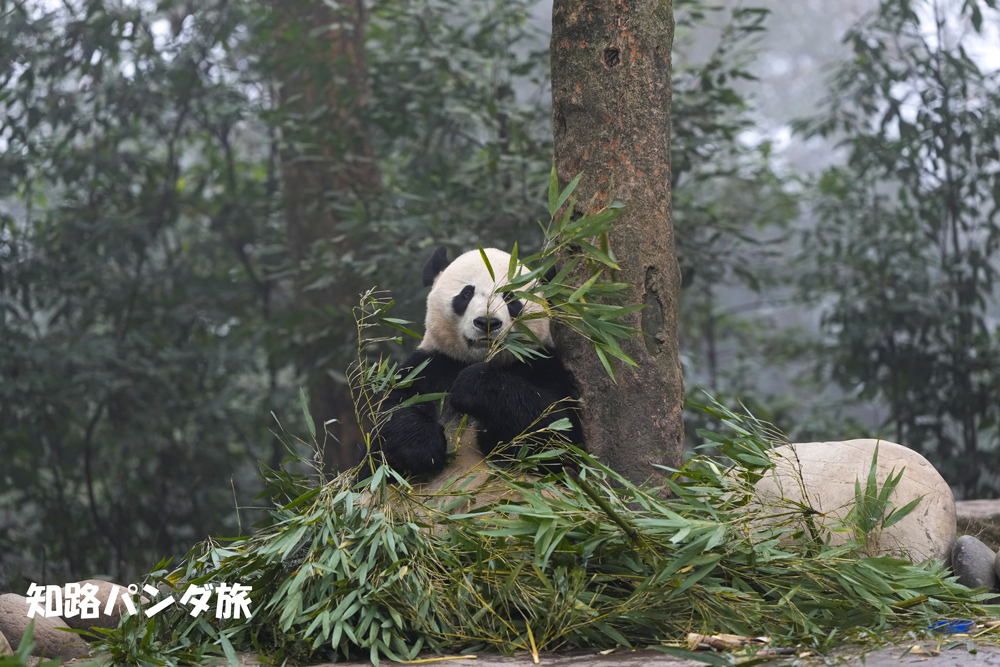 A Bei for the day 3rd Series. Surrounded by bamboos.🐼🎍🌿🌿 今日のベイちゃん(2023/12/31)。笹に囲まれるベイちゃん🥰🎋💕👍 #panda @BeiBeiPanda3 #China #Bifengxia #雅安碧峰峡基地 #beibei #贝贝