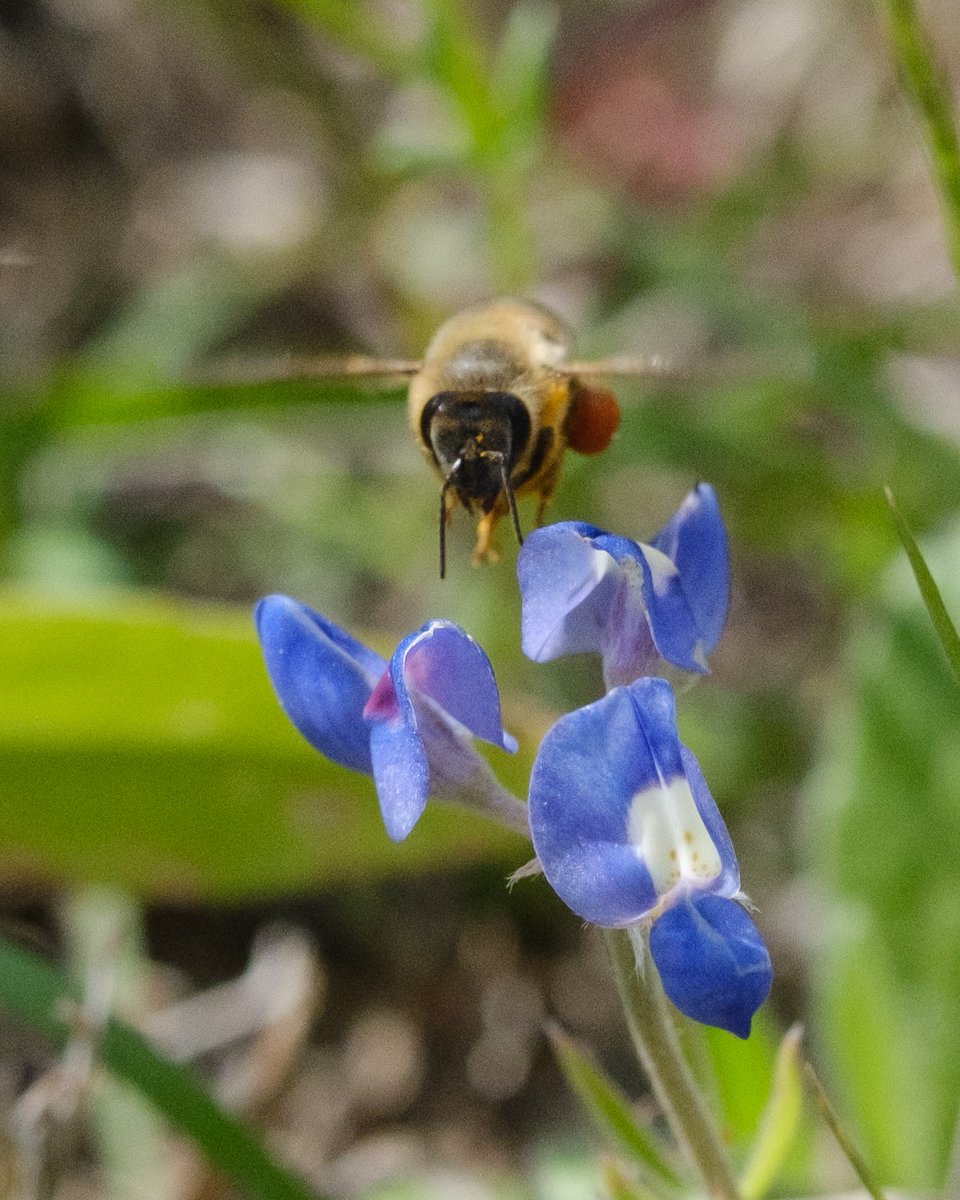 @indian_pitta #bee #flower