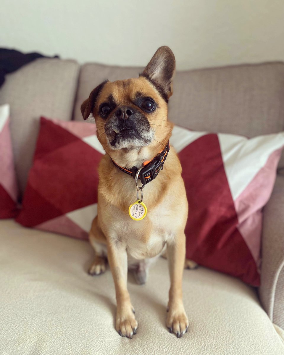 Ralph is absolutely adorable and living his best life in foster 🥰 This little lad likes other dogs, loves his food, is a quick learner and is house-trained 🐶💛 He’s still looking for his forever home - head to our website to start your application and favourite him today! 🐾
