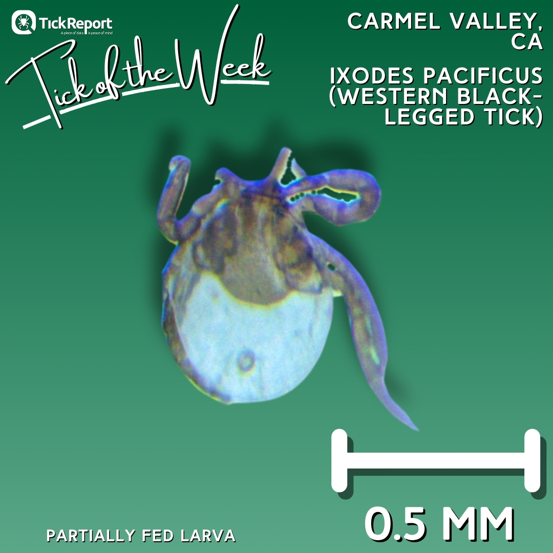 🔬🩻 The Tick of the Week is a larval 'western black-legged tick' from Monterey County, California. No pathogens detected!