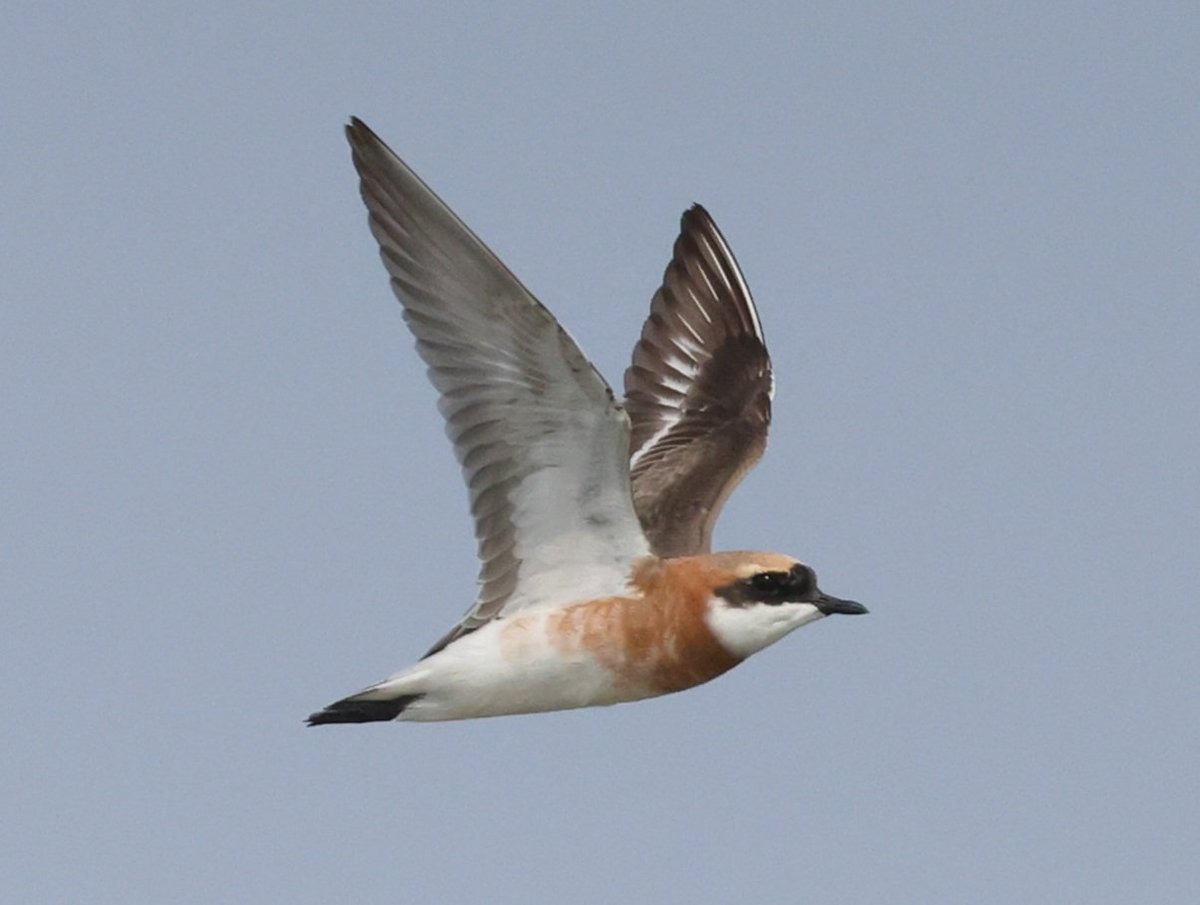 Sibe4me's tweet photo. A few more waders from the coast..Broad-billed Sandpiper, Tibetan Sand-plover, Red-necked Stint, Curlew Sandpiper #Thailand... #pakthale #laemphakbia https://t.co/gJgDcxcmJh
