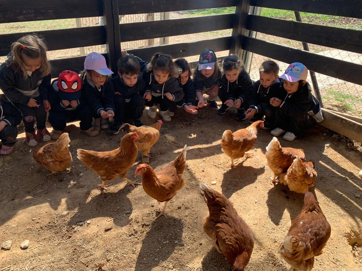 SantNicolau's tweet photo. 🐔🐮Els nens i nenes d'#I3SN hem passat el dia a la masia de Can Deu per conèixer de ben a prop els animals de la granja.🐴🐷
#SantNicolau #EscolaConcertada #EscolaLaica #EducacióInfantil #escola #Sabadell🧵👇 https://t.co/V3TFdqCyMr