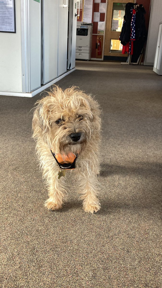 Lola is an office dog today, after dropping off the Yorkshires at the groomers. No tennis balls to be found though, rubbish.