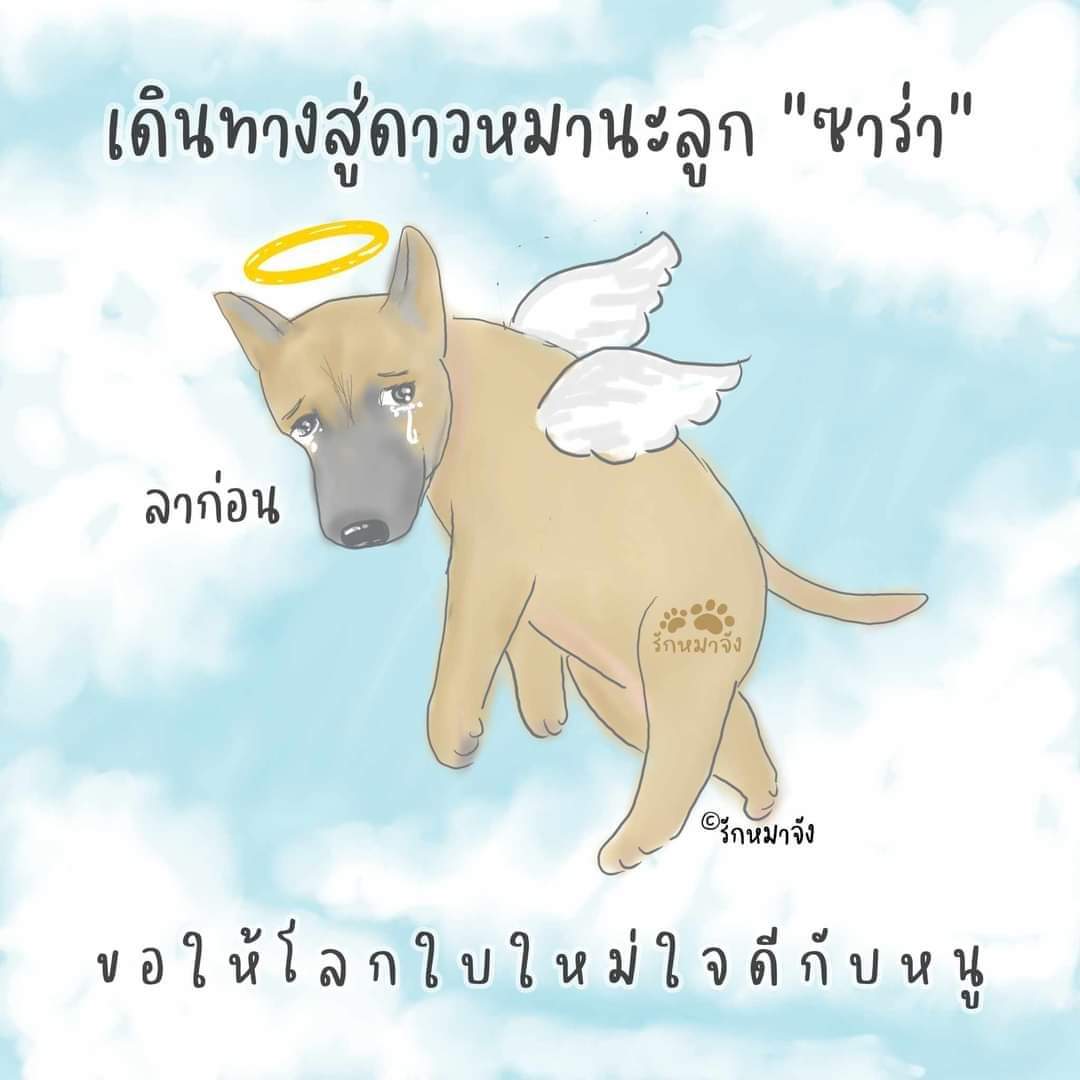 🧡ฮัสกี้ พี่กบ🧡 tweet media