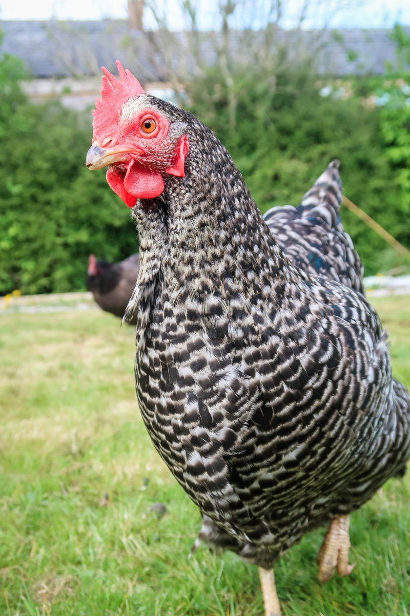 I SEE YOU!!! The sun is out and our rainbow #chickens Snowy, Bluebell and Clutch have been enjoying a lovely roam around the garden. Let's hope the weather stays for the weekend!!
therainbowfoundation.org.uk
