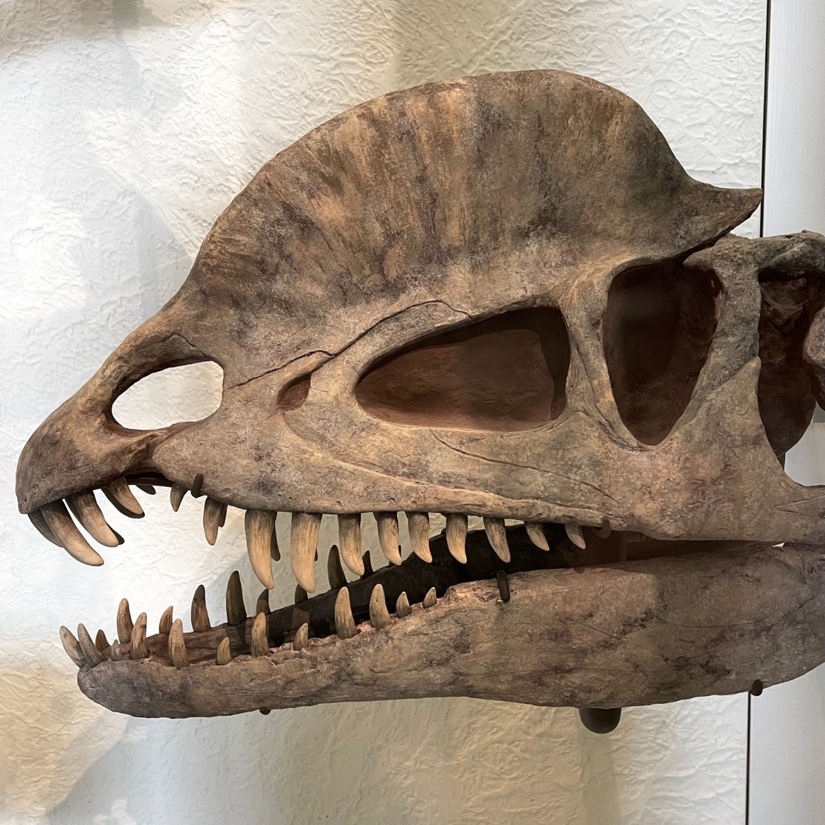 It's Fossil Friday! Take a bite out of the weekend with Dilophosaurus wetherilli, a carnivore that lived ~194 mya during the Early Jurassic. Its name, which means “double-crested reptile,” comes from the paired crests on its skull—which were possibly used for display.