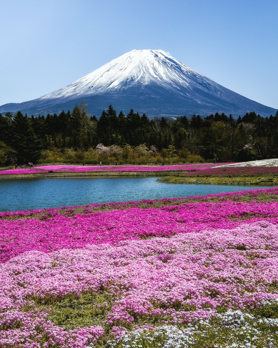富士山と芝桜のコラボが凄かった。。。