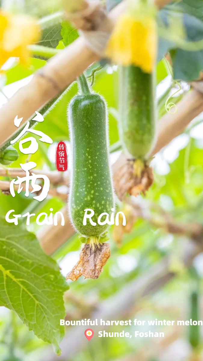 Today is Grain Rain, the sixth solar term of the year. The #vitality and dynamism of early #summer permeate every corner of #Foshan, adding a unique charm and energy to the city. #Foshan #ChineseCulture #SolarTerm #GrainRain #summer