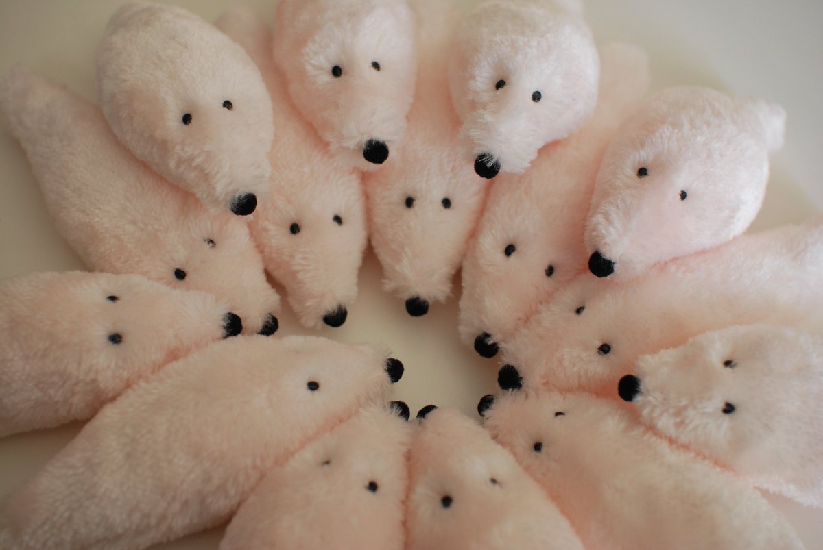 カネヒラ (@simainusima) / Posts / X