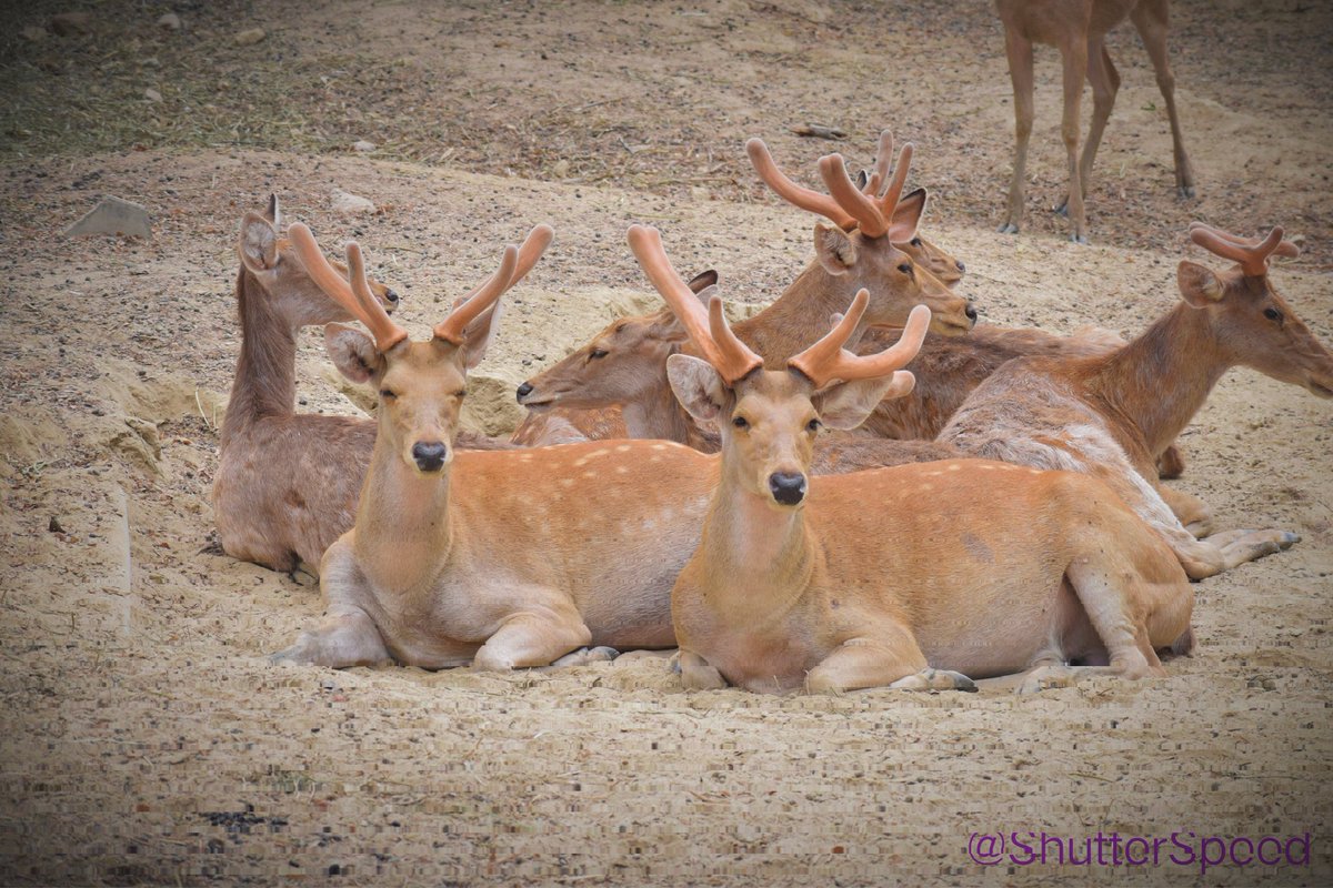 Deer.

#Nikon  
#nikonphotography
#Deer
#wildlifephotography
#photography
#PhotographyIsArt
#ShutterSpeed