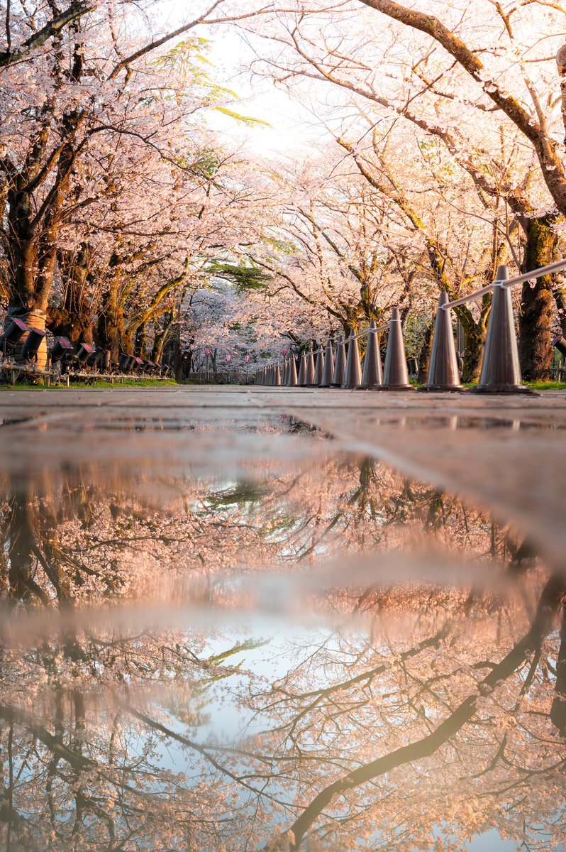 朝焼けと桜