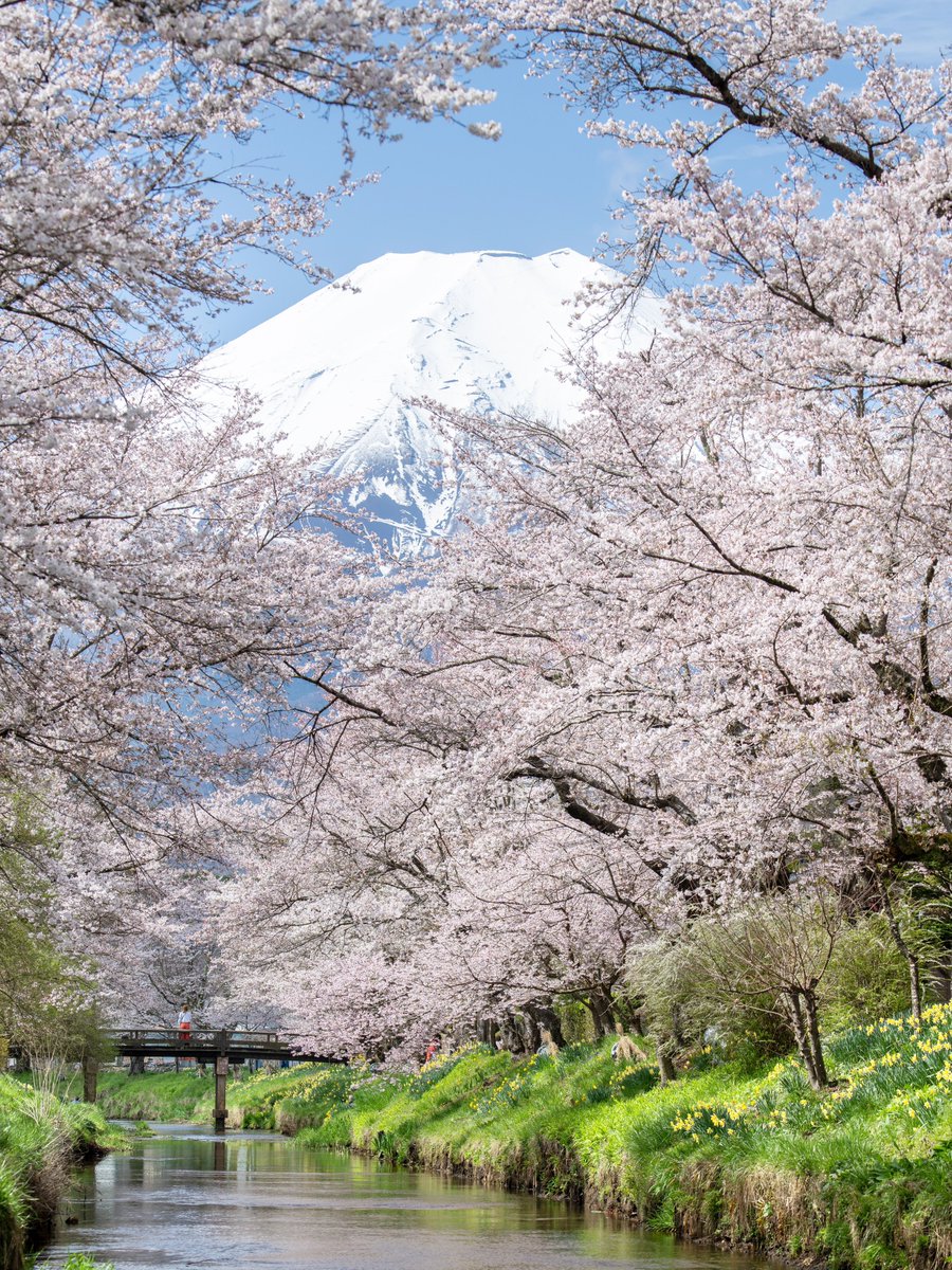 富士山も見れる桜並木があるんです。