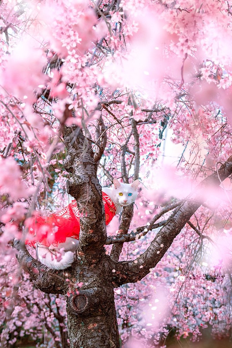 桜の森にいたオッドアイの白猫