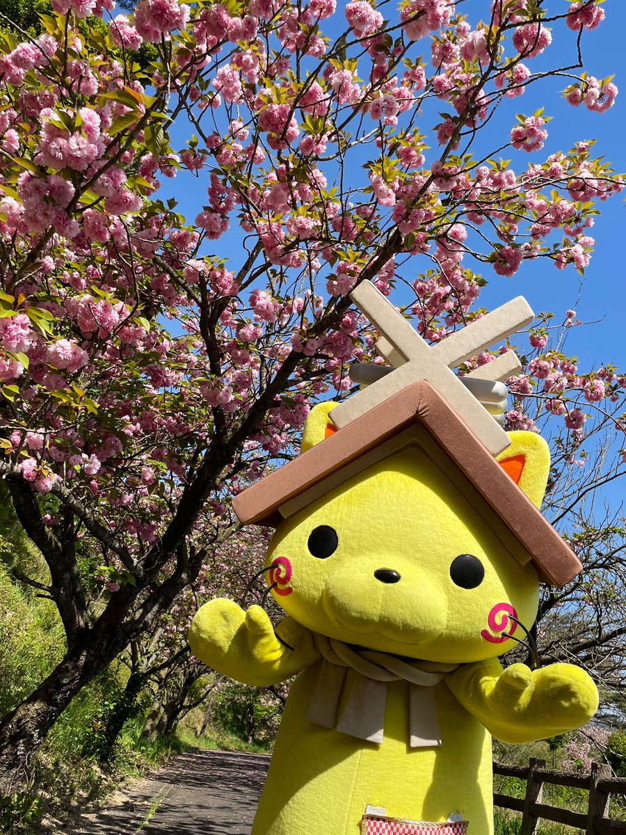 出雲市の斐川公園に
八重桜を見に行ったにゃヾ(*･ω･*)o 

花びらがいっぱいで
ふわふわしていて
とってもきれいにゃったにゃ✨
#斐川公園 #出雲市 #斐川町 
#八重桜 #さくら #しまねっこ