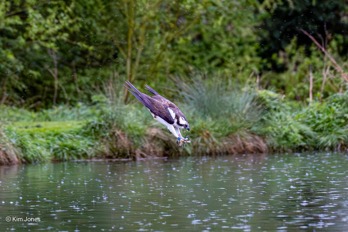 Target Acquired, T7 dives for a late supper at @GwashOspreys last night. @Natures_Voice @CanonUKandIE @ElyPhotographic