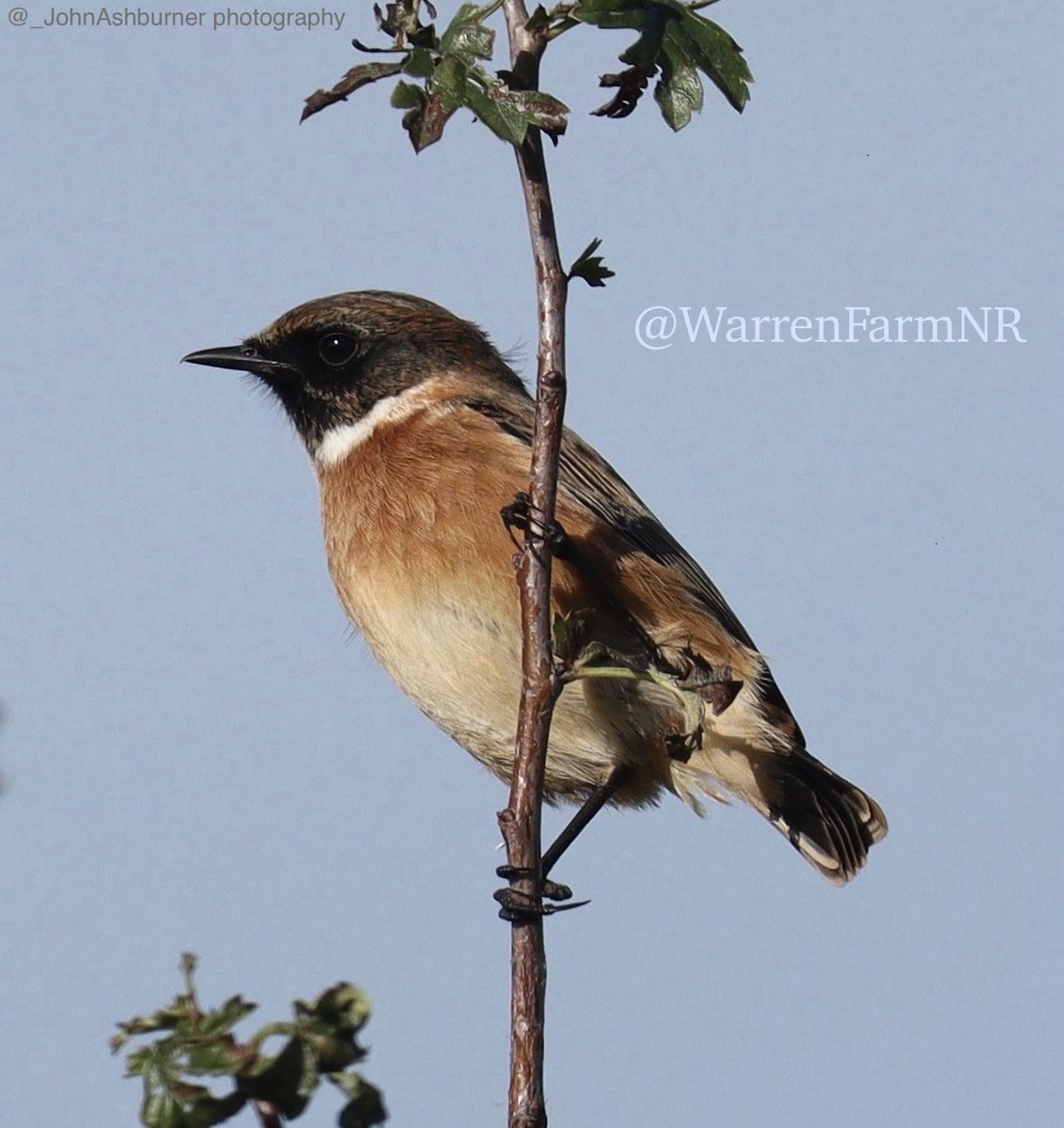 @MatthewKWaldren @DavidGordonDav1 @_JohnAshburner @songoftheowl Thank you @MatthewKWaldren ☺️🎶🐦‍⬛🪺Our birds definitely think it’s great at #WarrenFarmNR too! 🥰🦉