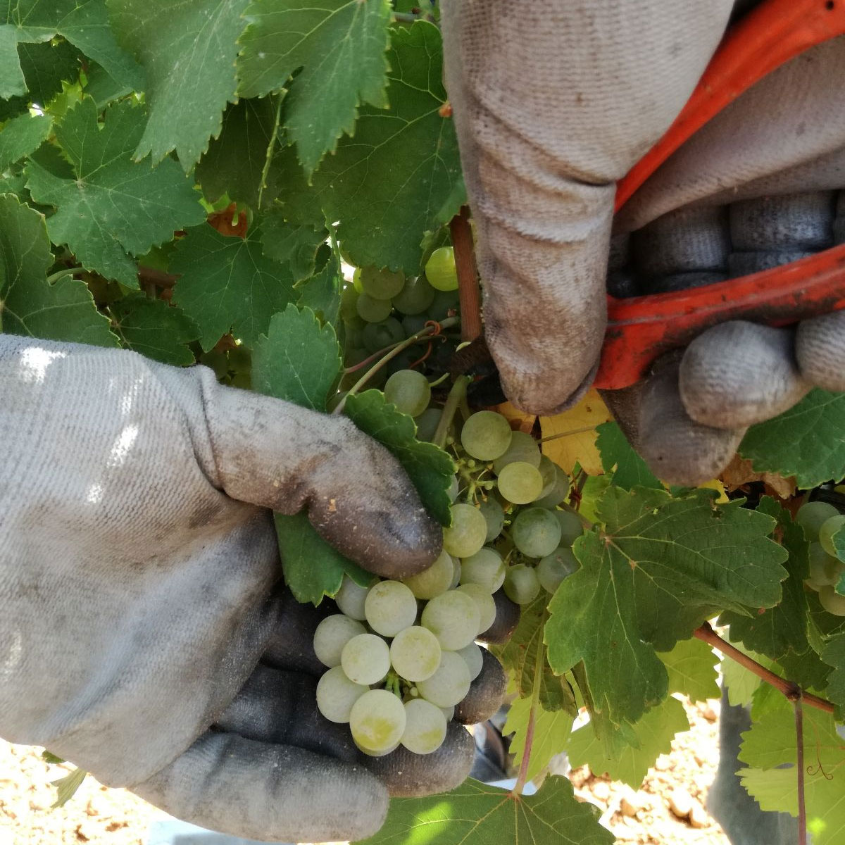 CuatroRayas's tweet photo. Este 23 de abril, regala vinos de Castilla y León, regala vinos de #CuatroRayas.

Bajo el hashtag #RegalaVinoCyL23abril, invitamos a todos los castellanos y leoneses a compartir este auténtico tesoro de nuestra tierra como un símbolo de gratitud y admiración mutua. https://t.co/1rSRCXnnOy