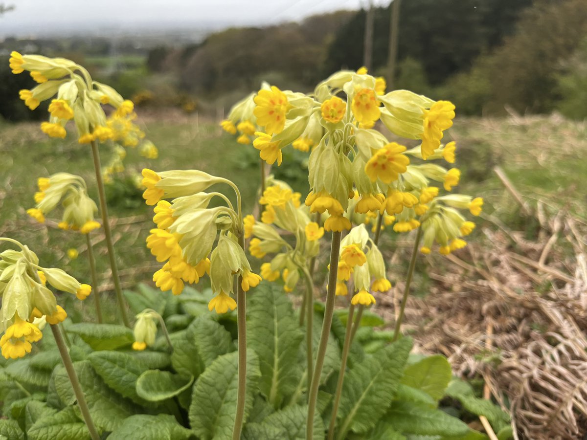 So lovely to see cowslips in their natural environment. 'Where the bee sucks, there suck I In a cowslip's bell I lie; There I couch when owls do cry'. The Tempest. William Shakespeare 1564-1616 #cowslips #biodiversity #Sandyford