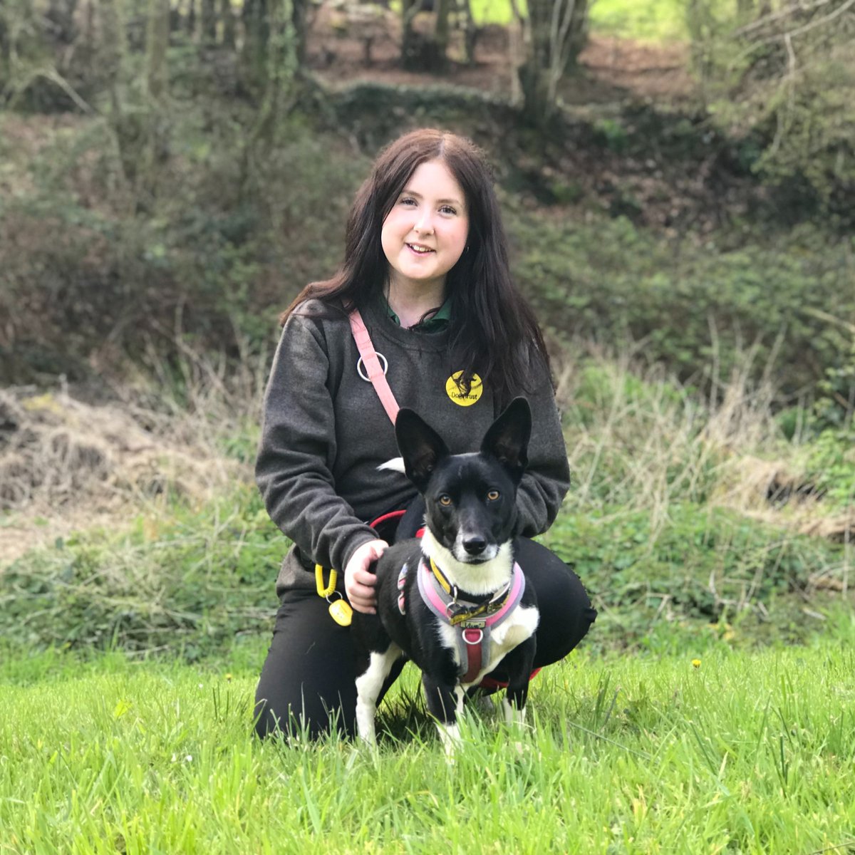 MINNIE @DogsTrust #Ilfracombe paws'ed 🐾 for a minute on her morning walk to pose for a photo. 📷 She is a Collie cross Terrier and she is looking for a home. 🏡dogstrust.org.uk/rehoming/dogs/… 💛🐶💛 #AdoptADog #ADogIsForLife #RescueDog #LoveDogs