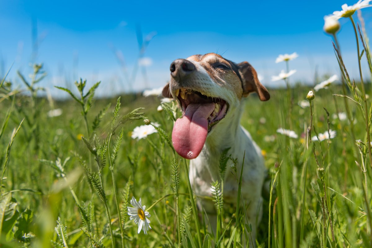 🎉We’ve finally made it to the weekend!

😁Is the weather good near you? Have any fun plans for the weekend? Have any great news you’d wish to share?

😊Let us know in the comments! 

#canineconcern #therapydogs #workingdogs #caredogs #ukcharity