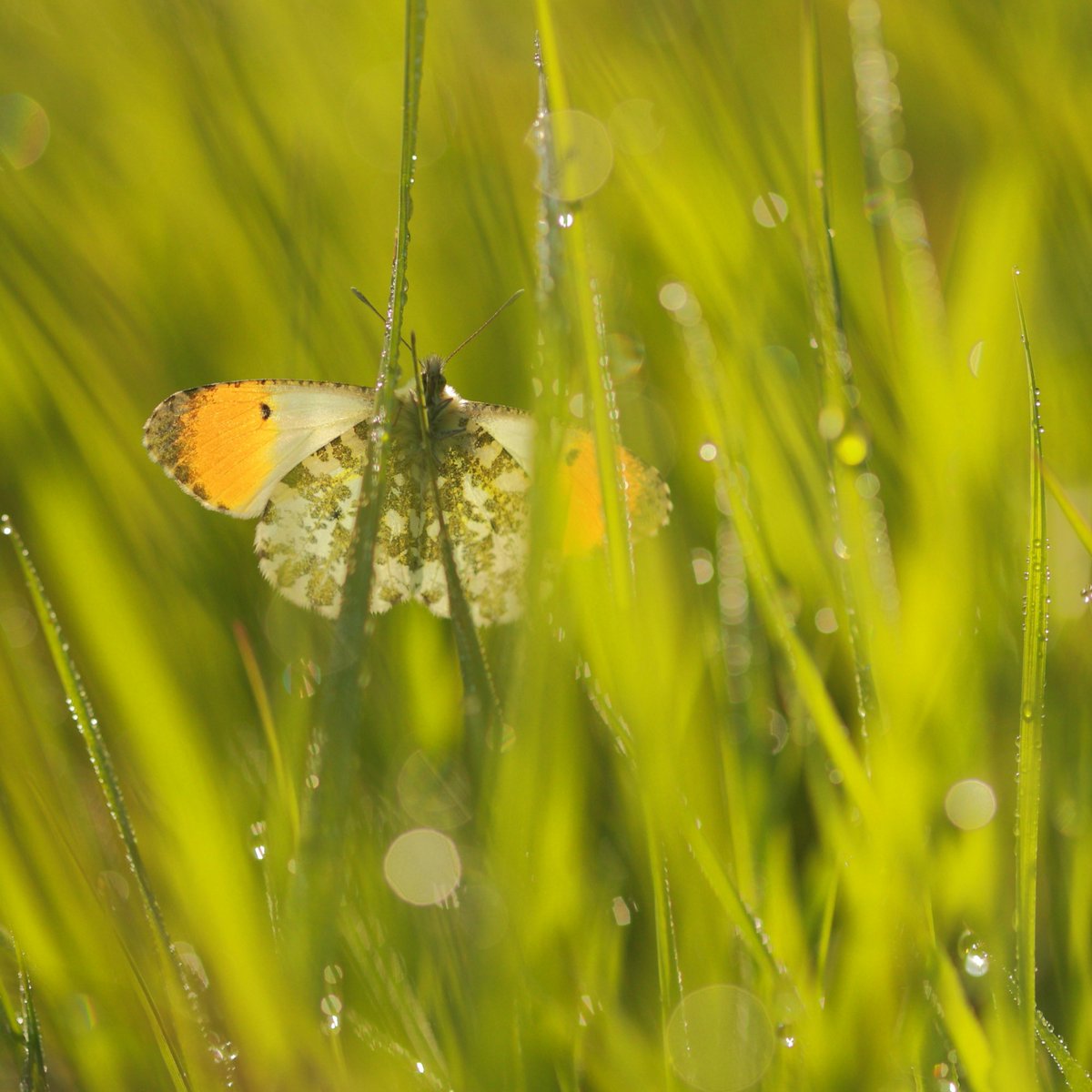 Let it grow! 🌿 New research proves that letting parts of your garden grow wild with long grass can increase butterfly numbers by up to 93% and attract a wider range of species. Read the full story 👉 butterfly-conservation.org/news-and-blog/… 📷: Will Langdon @RichardFoxBC @LisbethHordley