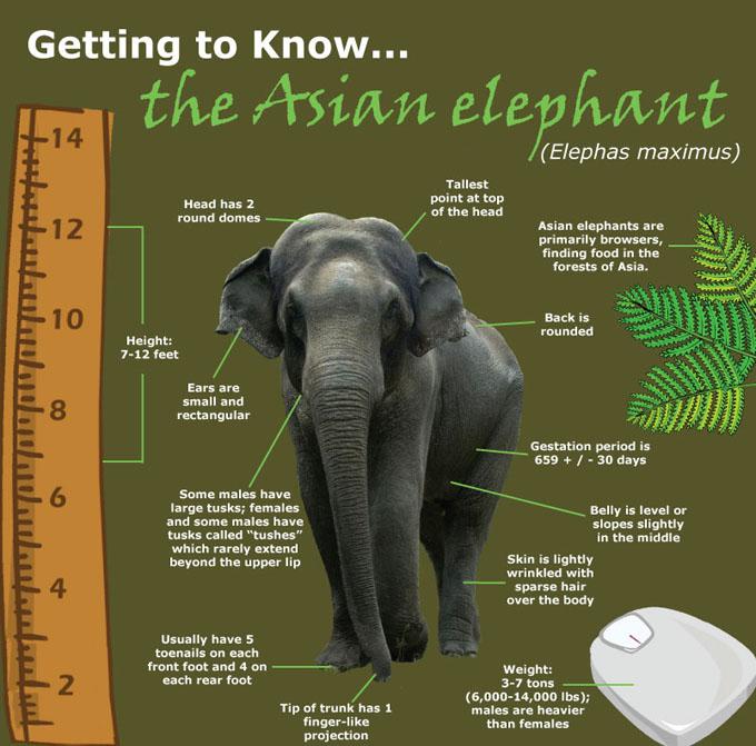 Getting to know the majestic Asian elephant. 🐘 #fridayfacts