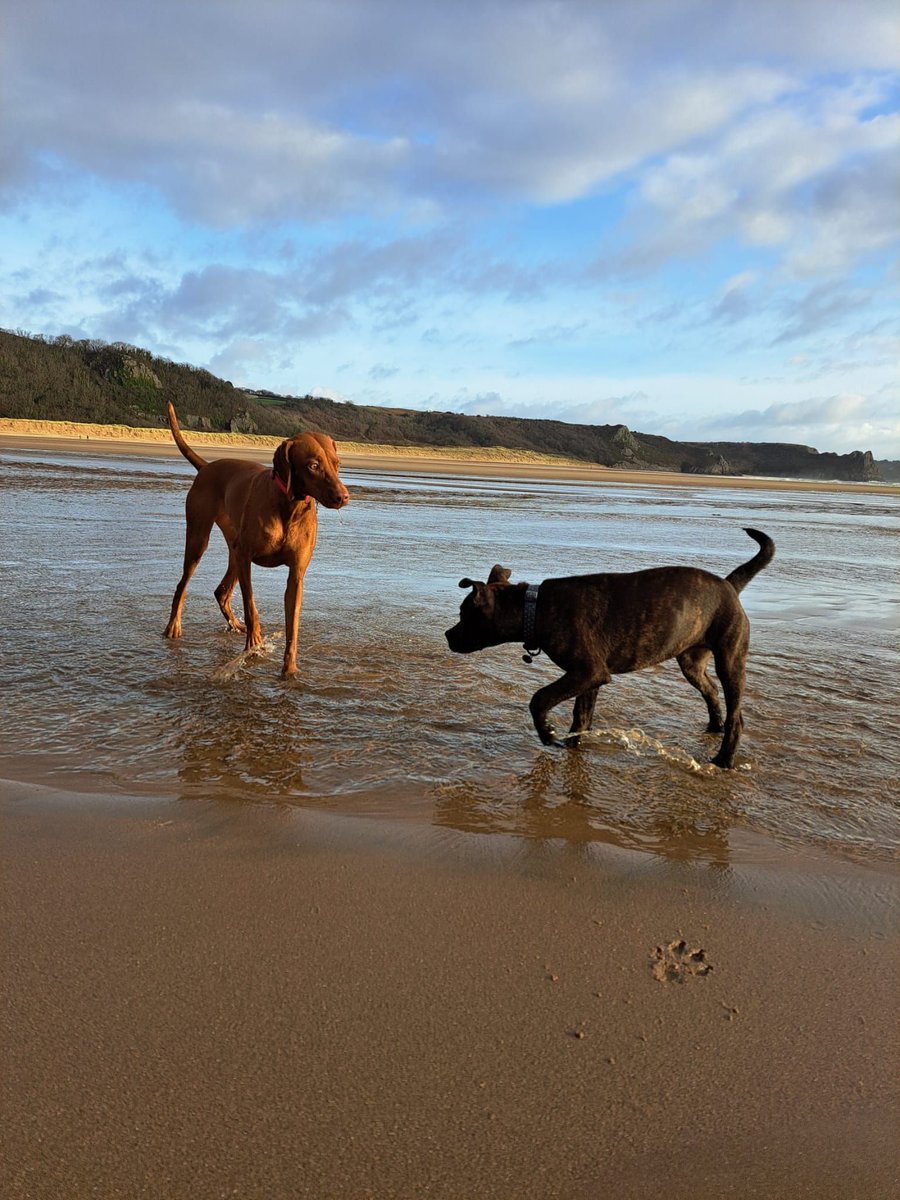 Time for a paddle and some fresh air! 🐶 
Which is your favourite dog-friendly beach? 

#DogFriendly #DogFriendlyHolidays #DogsOfInstagram #DogFriendlyHolidays #DogDFriendlyAccommodation #DoggieHoliday #SandyPaws #DoggieRoadTrip #ClyneFarmCentre #FamilyRunBusiness #BookDirect