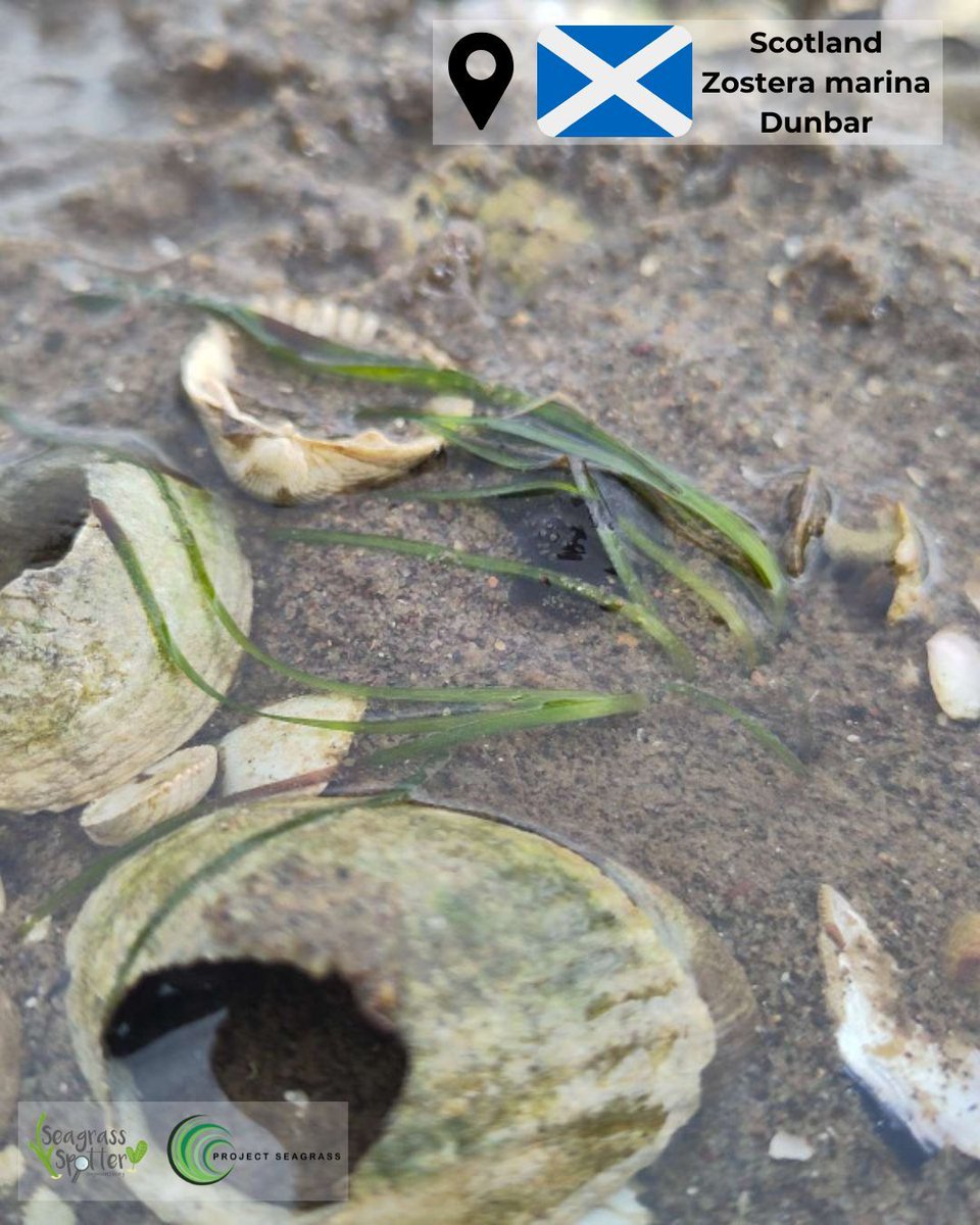 Another #seagrass #meadow was spotted and uploaded to our #seagrassspotter app. This image, taken by @ZosteraR showcases a patch of #zosteramarina. If you would like to learn more, link here - buff.ly/3xyTVUH