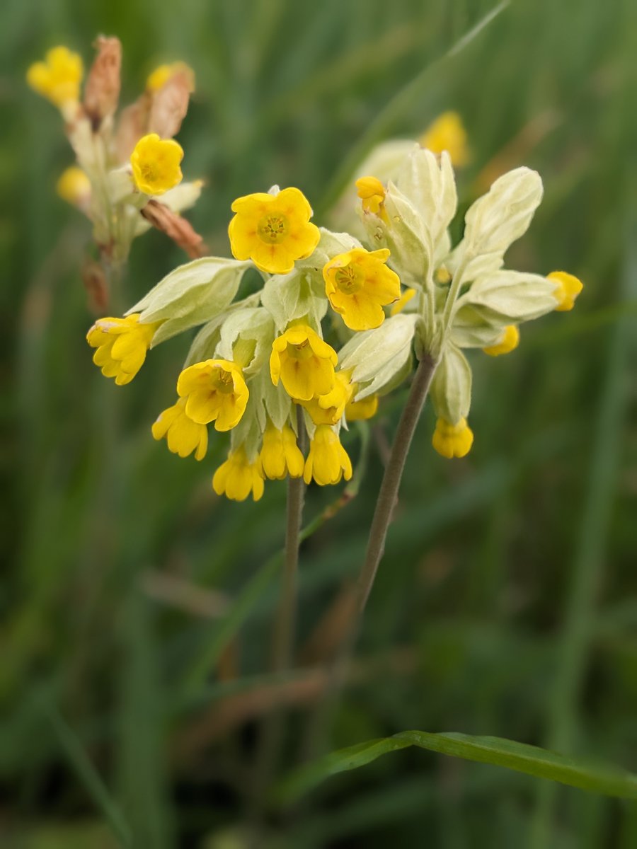 So many cowslips this morning!