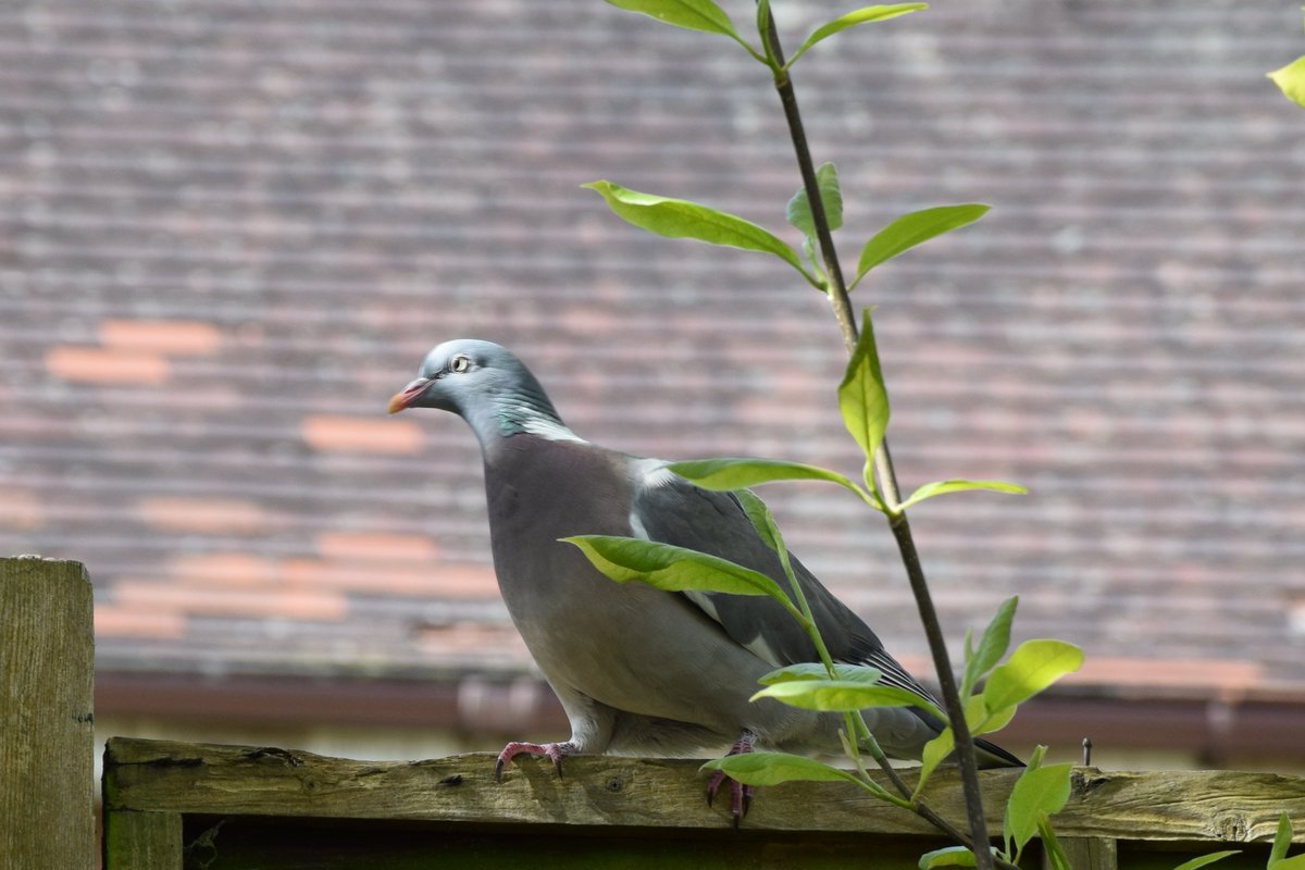 Morning Visitors.
Wood Pigeon.
Photos from yesterday.
@des_farrand @alisonbeach611

#Morning #WoodPigeons #Pigeons #Nature #SunnyDays