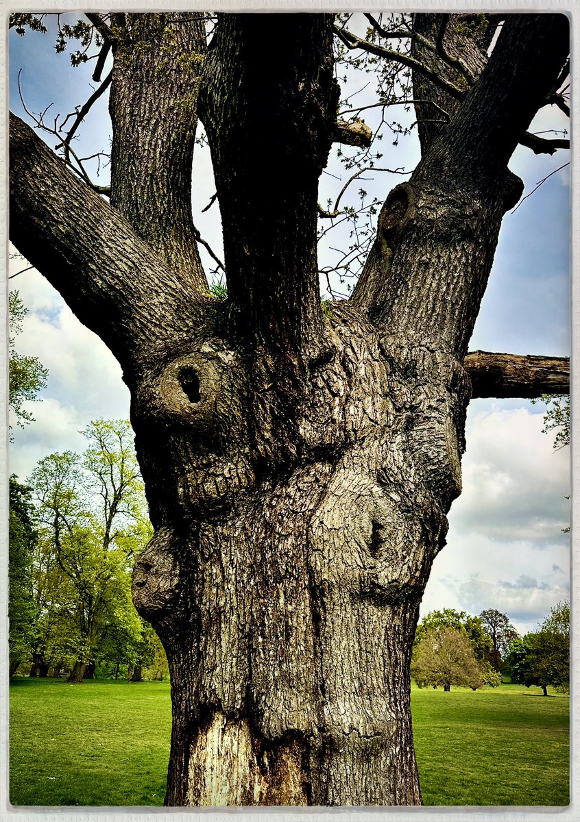 fenlandgent's tweet photo. The ents of Suffolk are gathering north of Ipswich. The town’s days are ending. The town will soon be redeemed by nature. https://t.co/M3JrHNSwrf